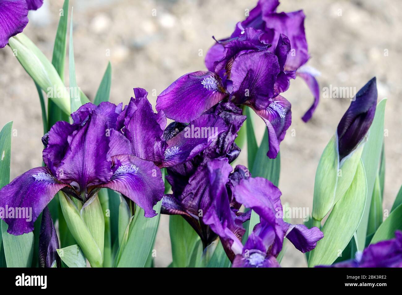 Blue Irises, bearded Iris 'Caress' Standard Dwarf Bearded Iris barbata nana Stock Photo