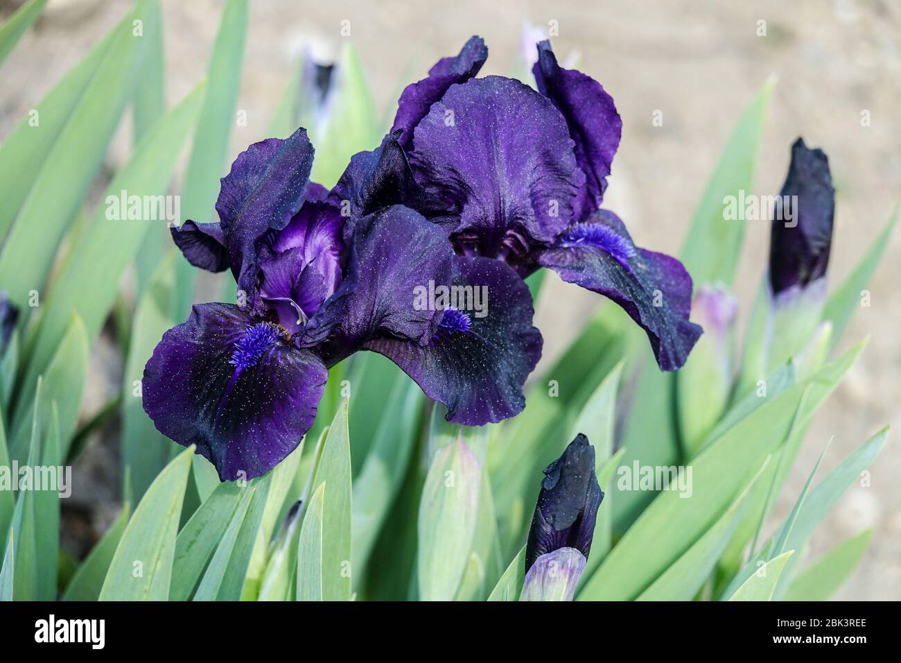 Dark blue Irises, Standard Dwarf Bearded Iris 'Michael Paul' Dwarf Iris barbata nana Stock Photo