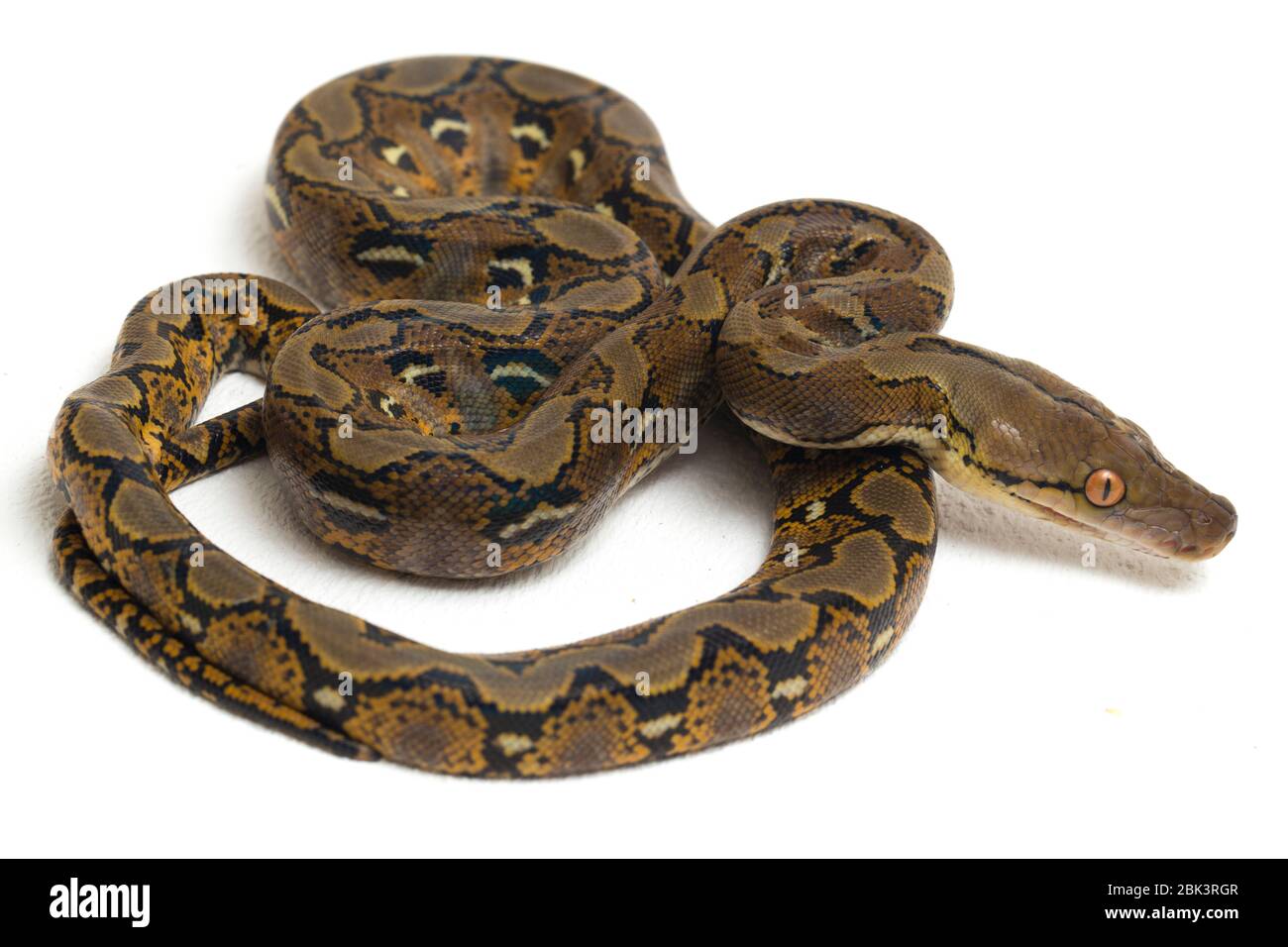 Reticulated Python (Python reticulatus) isolated on white background ...