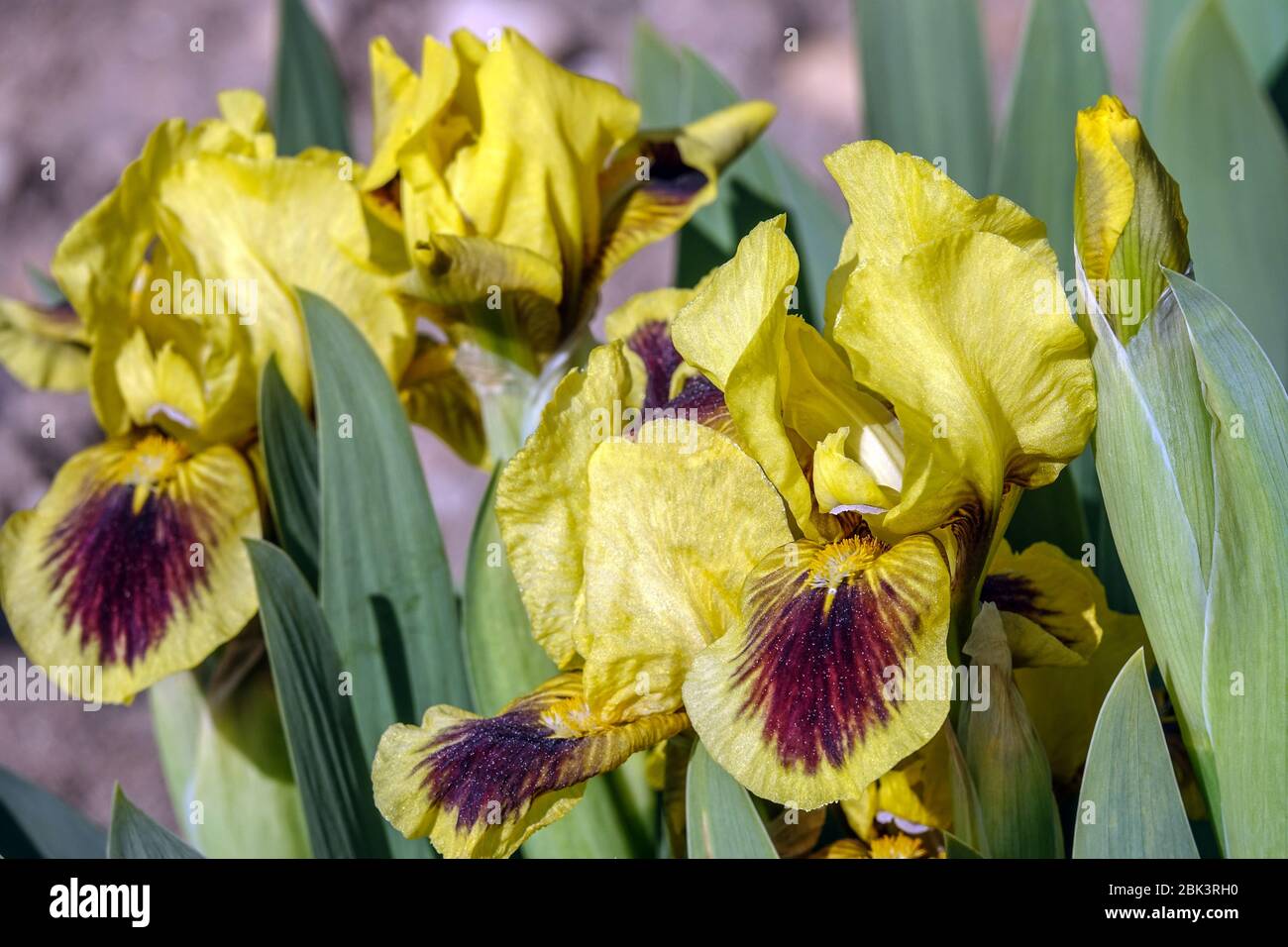 Yellow Irises, Standard Dwarf Bearded Iris 'Hamburger Michel' Dwarf Iris barbata nana Stock Photo