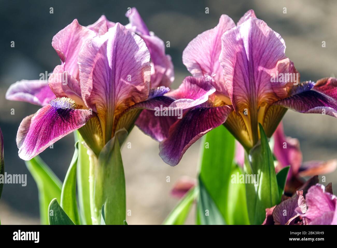 Purple Irises, Standard Dwarf Bearded Iris 'Bembes' Dwarf Iris barbata nana Stock Photo
