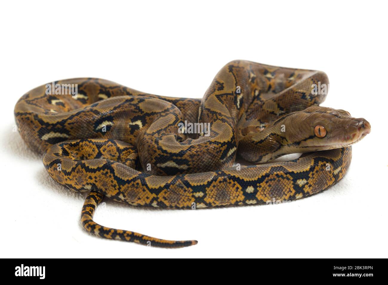 Reticulated Python (Python reticulatus) isolated on white background ...