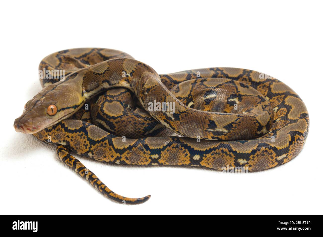 Python reticulatus hi-res stock photography and images - Alamy