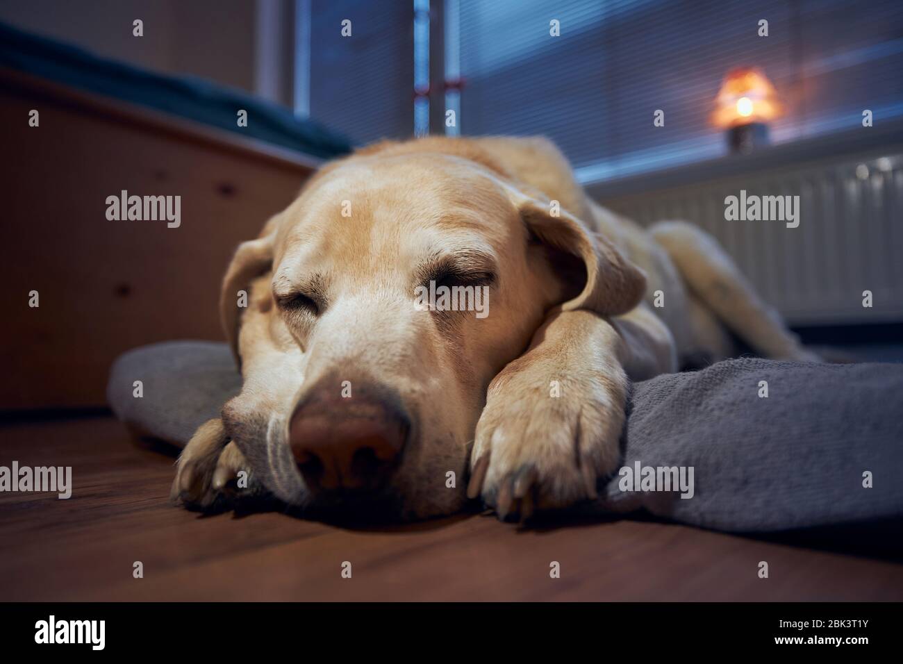Old dog (labrador retriever) sleeping on his pet bed under window at home. Stock Photo