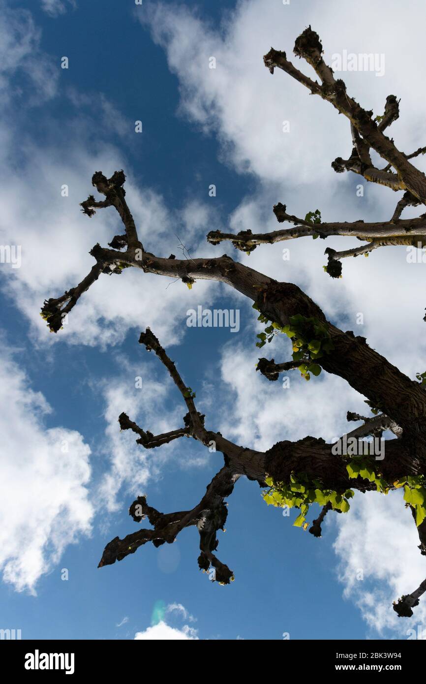 a close up view of a large tree with the blue sky and white clouds ...