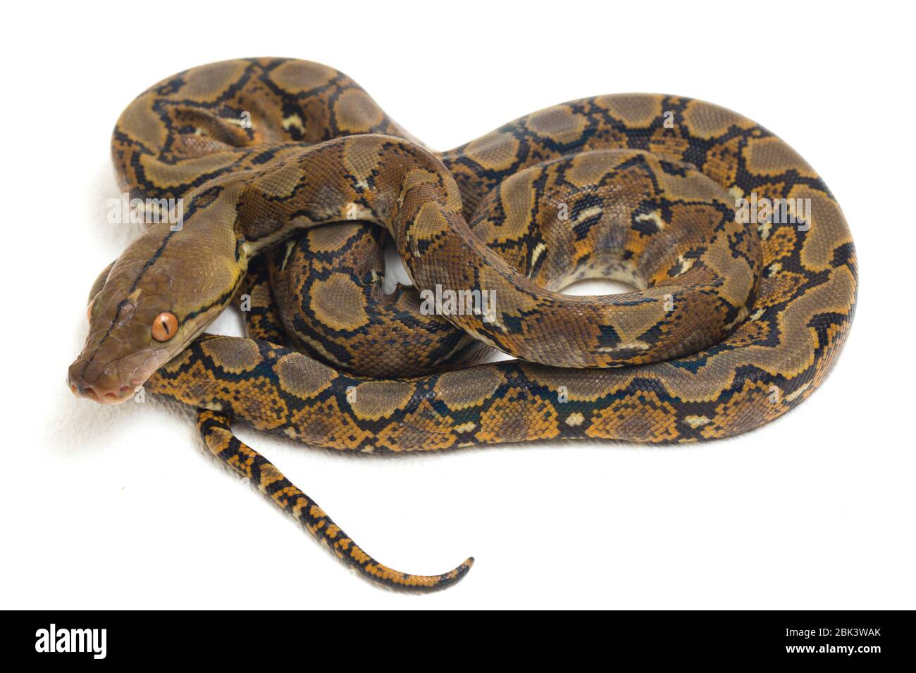 Reticulated Python (Python reticulatus) isolated on white background ...