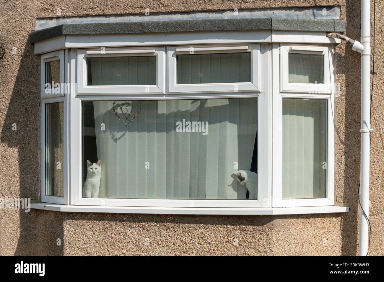 a close up view of a lounge window with two white and black cats sitting on either side Stock Photo