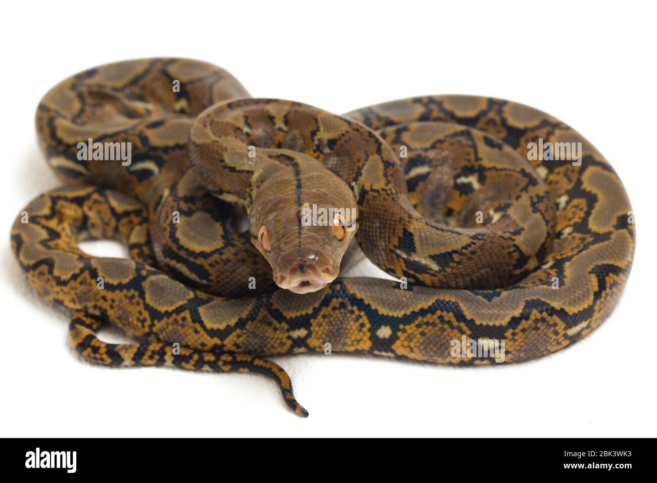 Reticulated Python (Python reticulatus) isolated on white background ...