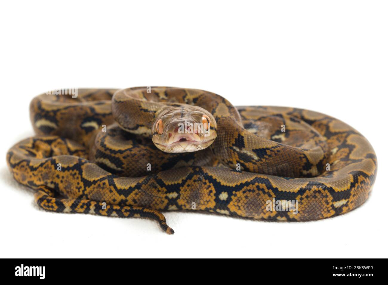 Reticulated Python (Python reticulatus) isolated on white background ...