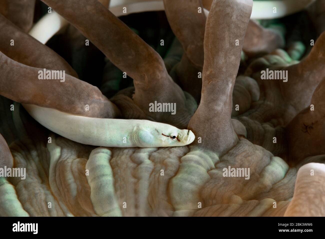 Mushroom coral pipefish (Siokunichthys nigrolineatus). Underwater macro photography from Romblon, Philippines Stock Photo