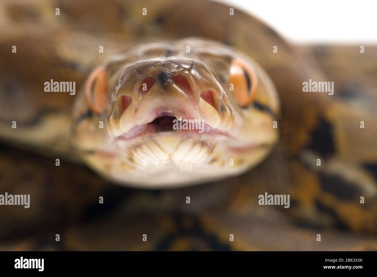 Reticulated Python (Python reticulatus) isolated on white background ...