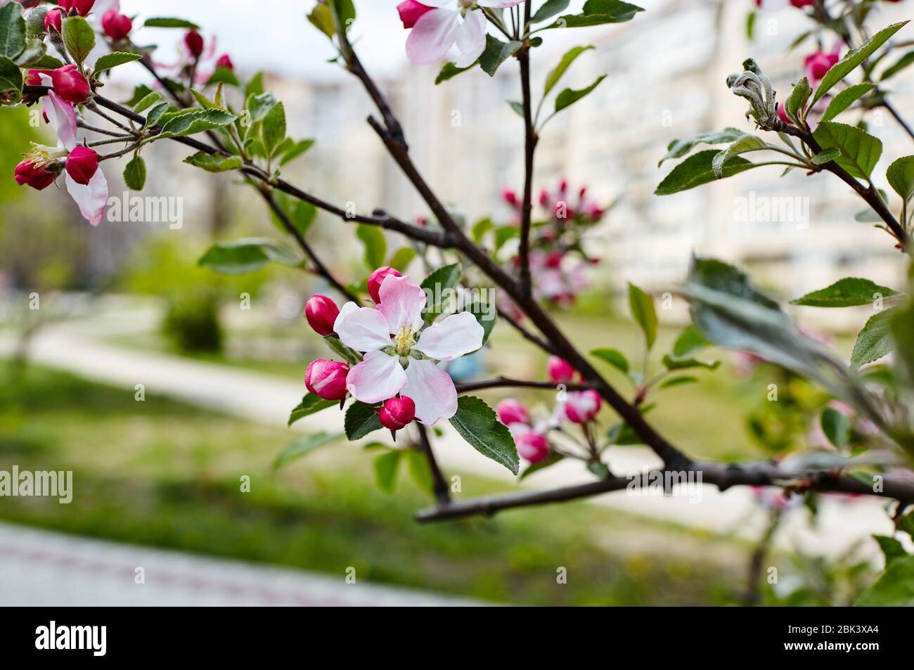 Beautiful White And Pink Apple Blossom Flowering Apple Tree Fresh Spring Background On Nature Outdoors Stock Photo Alamy Beautiful White And Pink Apple Blossom Flowering Apple Tree Fresh Spring Background On Nature Outdoors Stock Photo Alamy