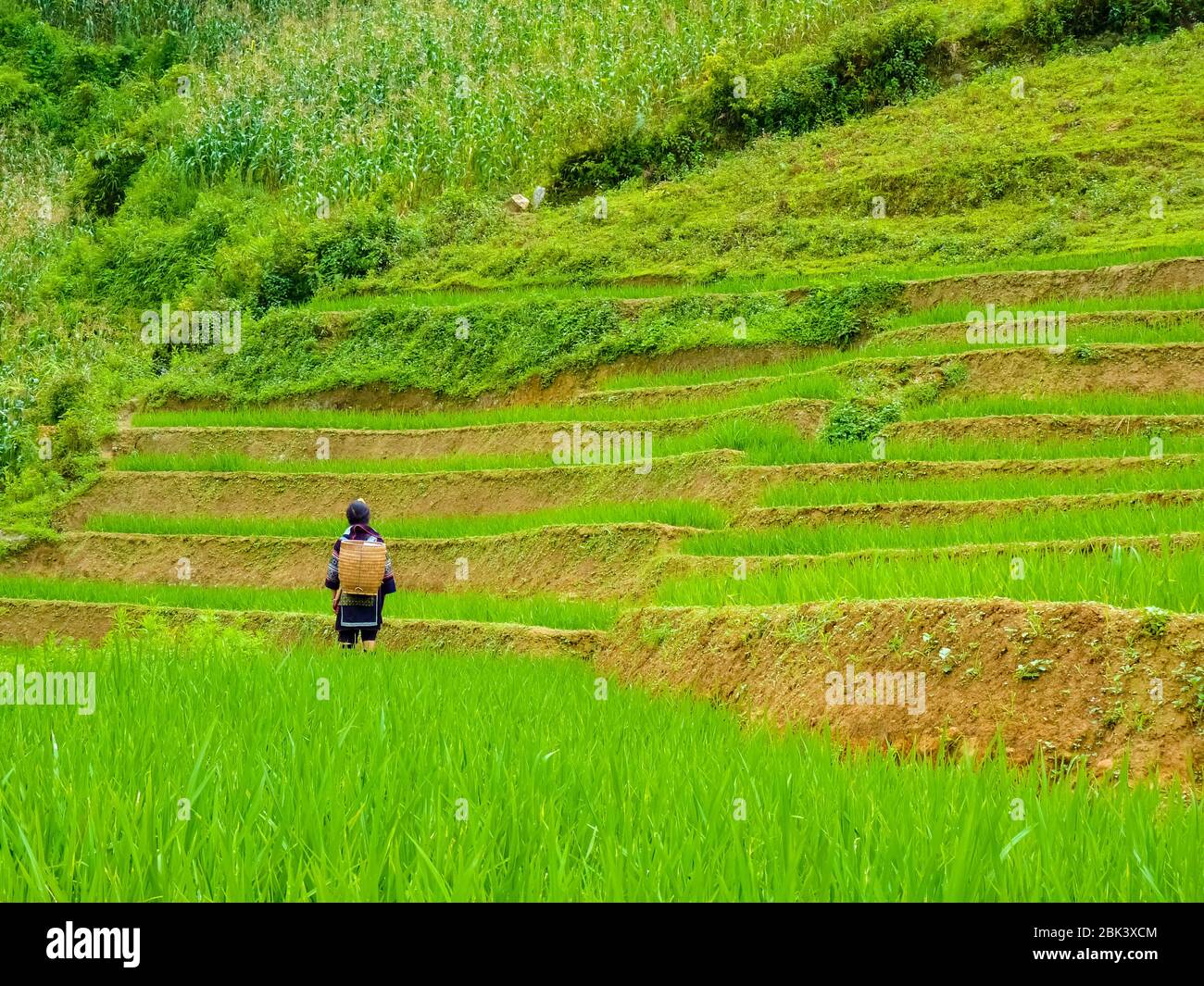 Lào Cai rice fields near Sapa (Chapa) in north mountains of Vietnam ...