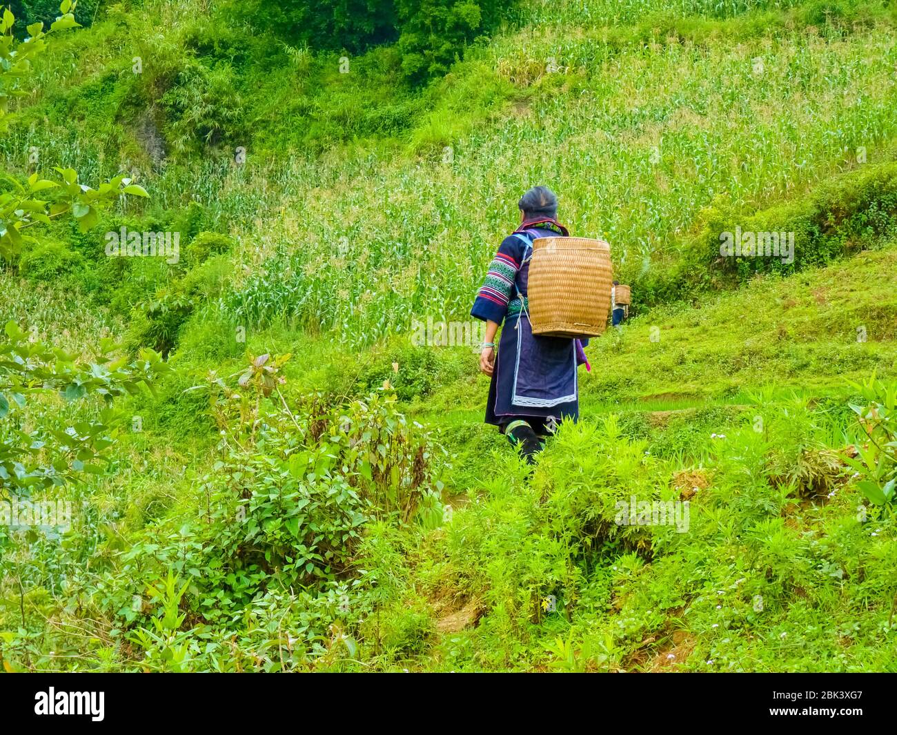 Lào Cai rice fields near Sapa (Chapa) in north mountains of Vietnam ...
