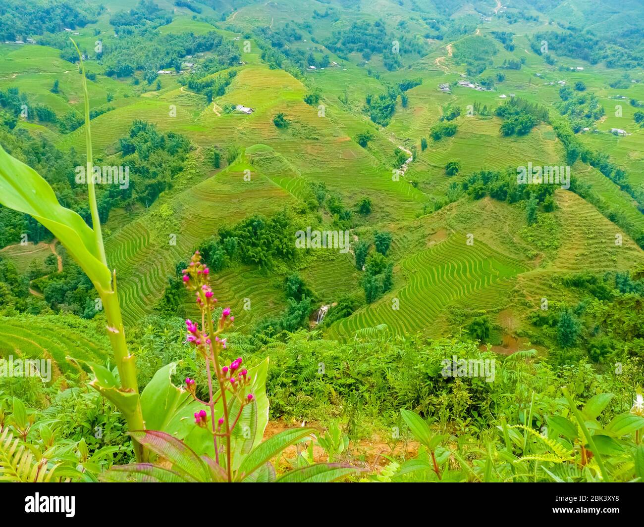 Lào Cai rice fields near Sapa (Chapa) in north mountains of Vietnam ...