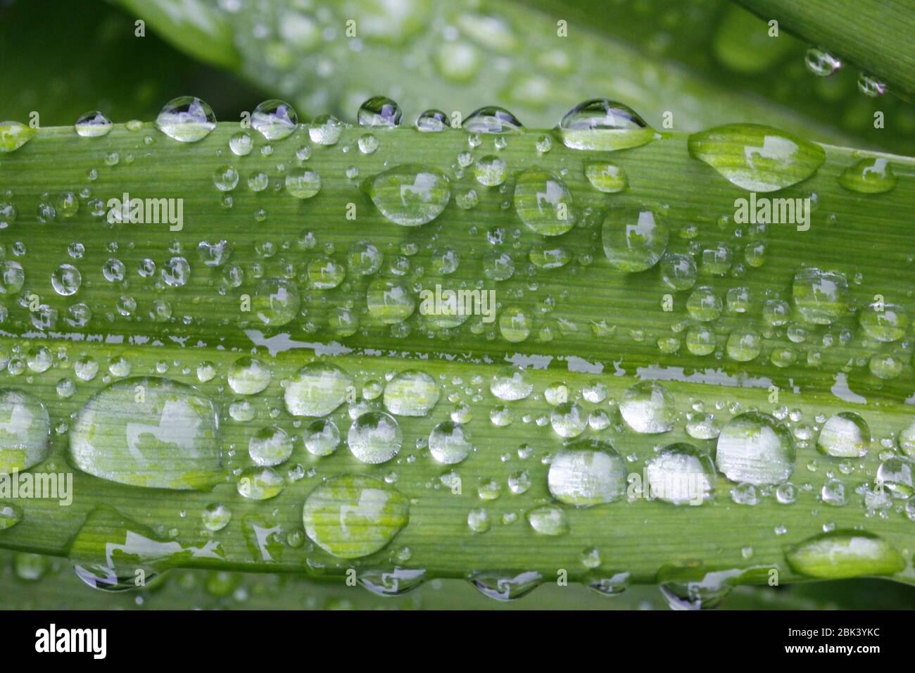 Morning Dew on Plants Stock Photo - Alamy