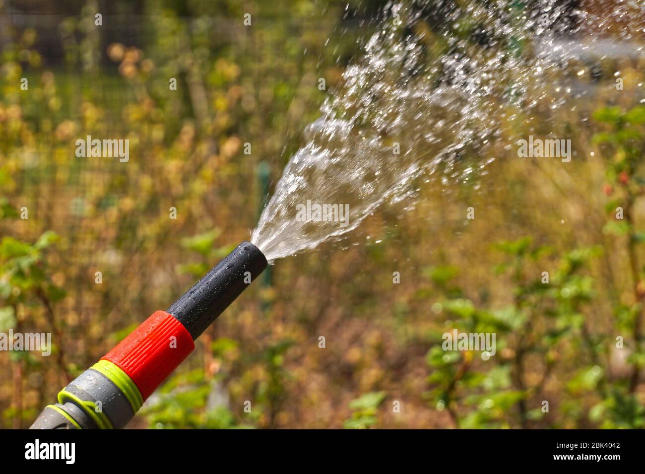 A stream of water from a garden hose. Watering plants in the garden Stock  Photo - Alamy