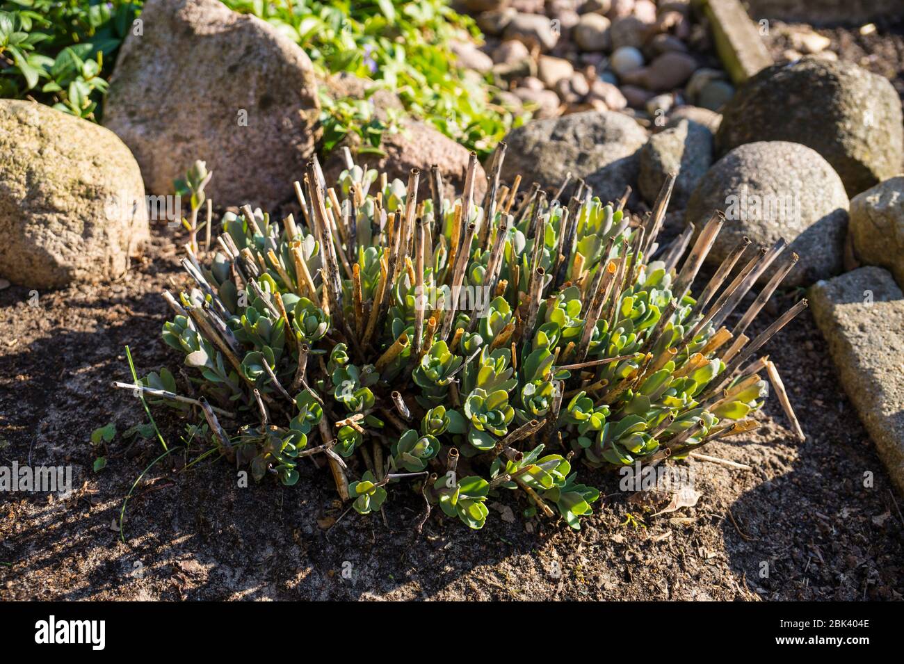 Sedum is a large genus of flowering plants in the family Crassulaceae. Spring in the rock garden. Stock Photo