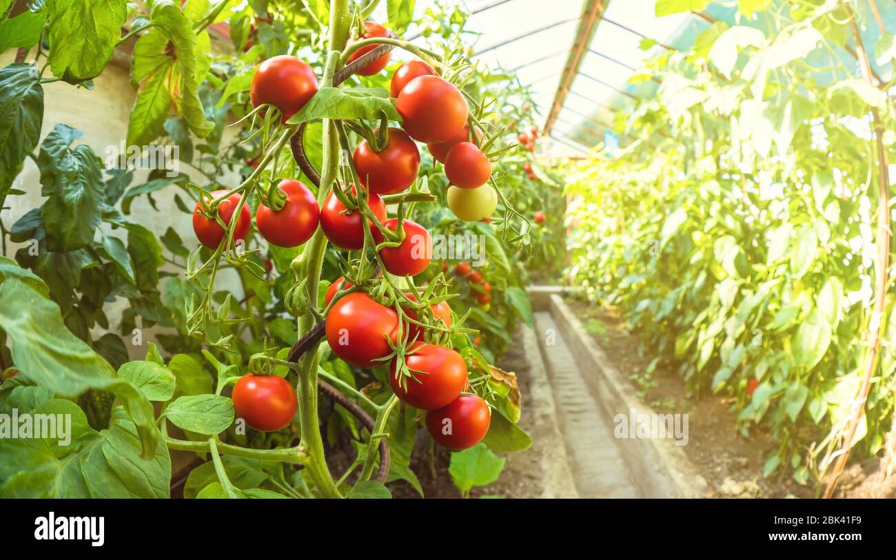 Fresh bunch of red ripe and unripe natural tomatoes growing on a branch ...