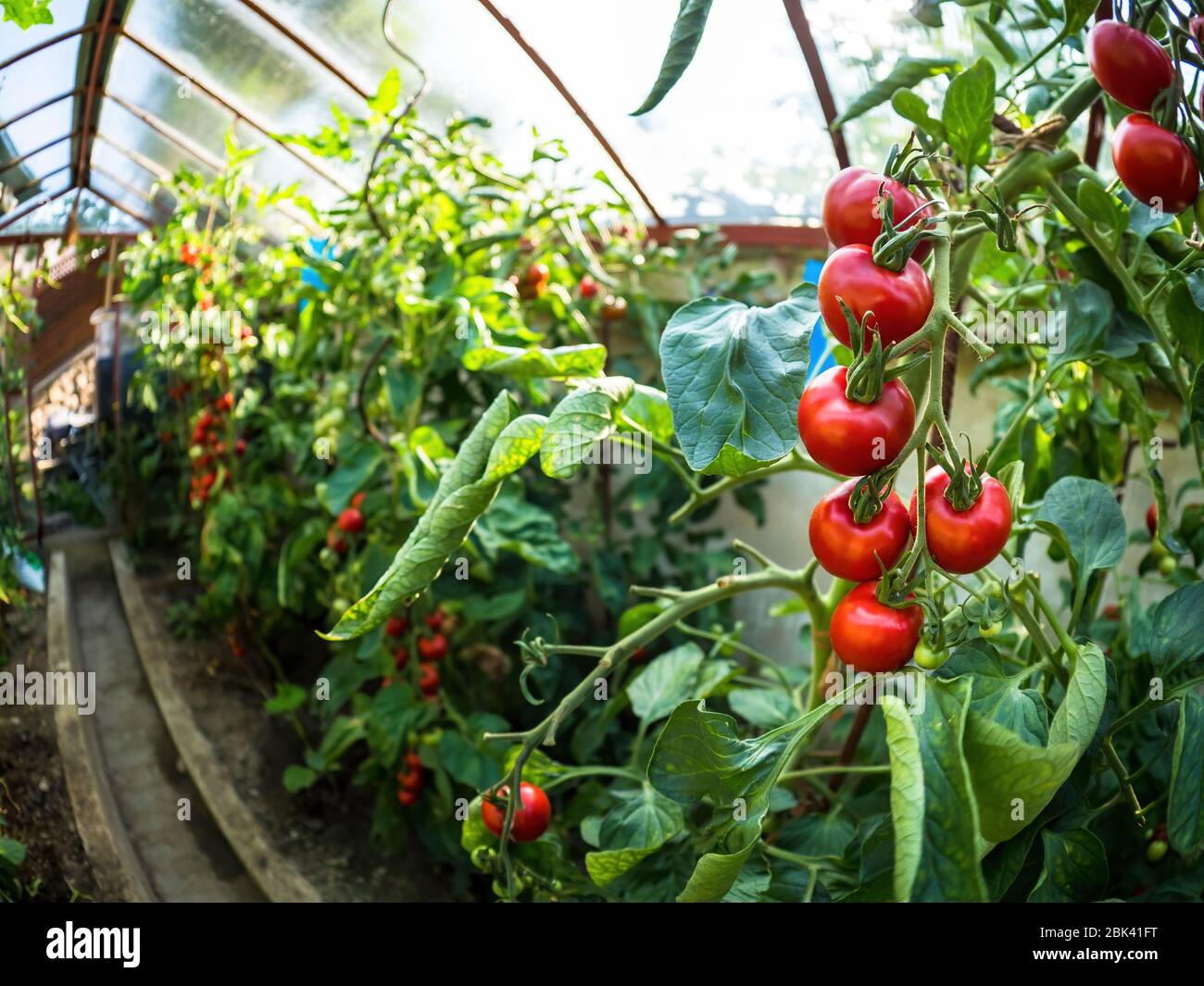 Fresh bunch of red ripe and unripe natural tomatoes growing on a branch ...