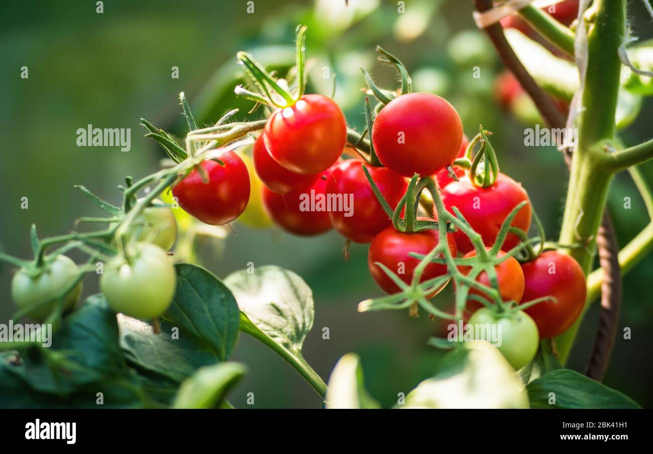 Fresh bunch of red ripe and unripe natural tomatoes growing on a branch ...