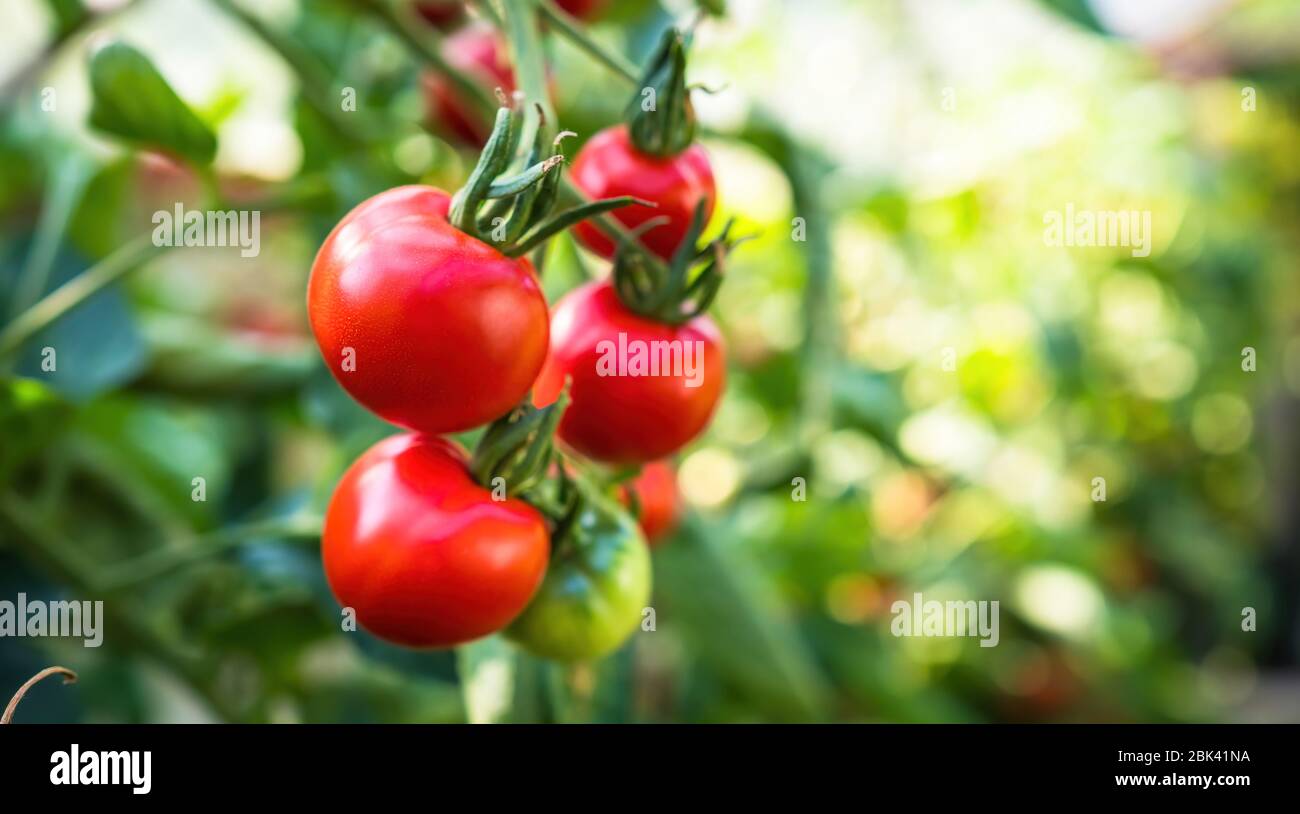 Fresh bunch of red ripe and unripe natural tomatoes growing on a branch ...