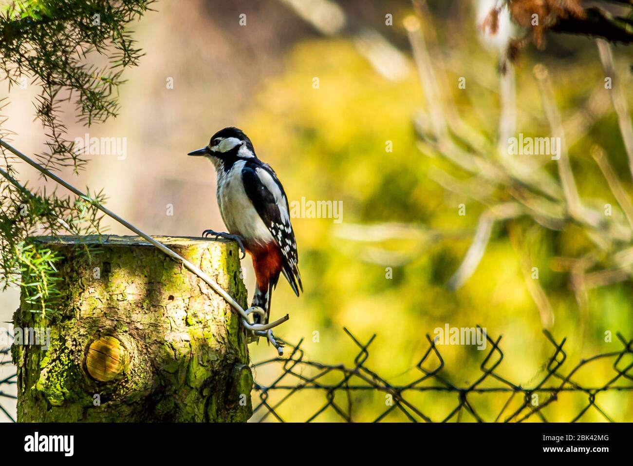 Great spotted woodpecker, Greater spotted woodpecker - a species of medium bird of the woodpecker family. Stock Photo