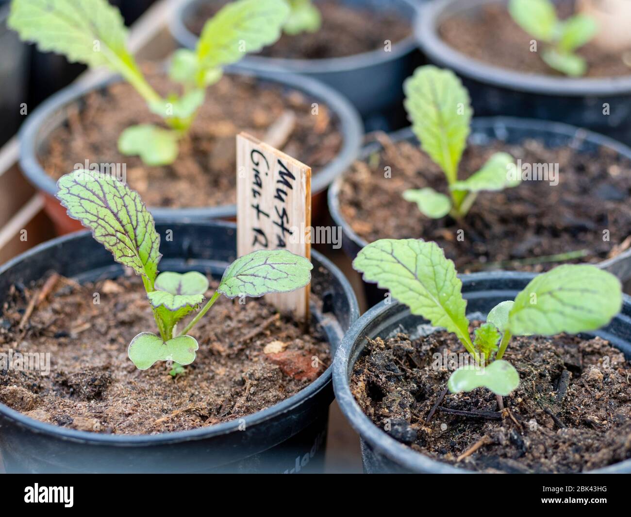 Giant Red Mustard seedling in a nursery pot. Stock Photo