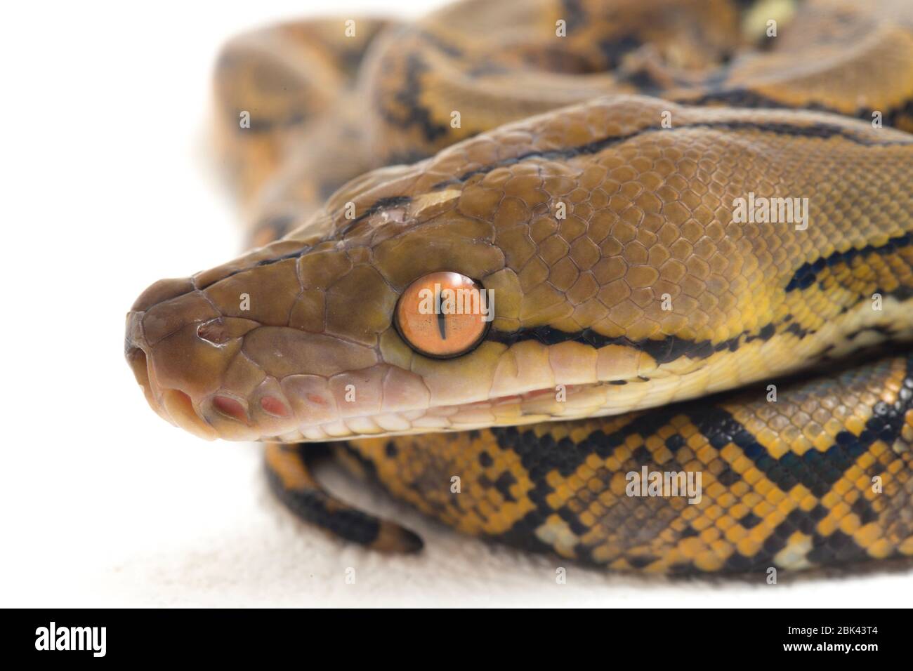 Reticulated Python (Python reticulatus) isolated on white background ...