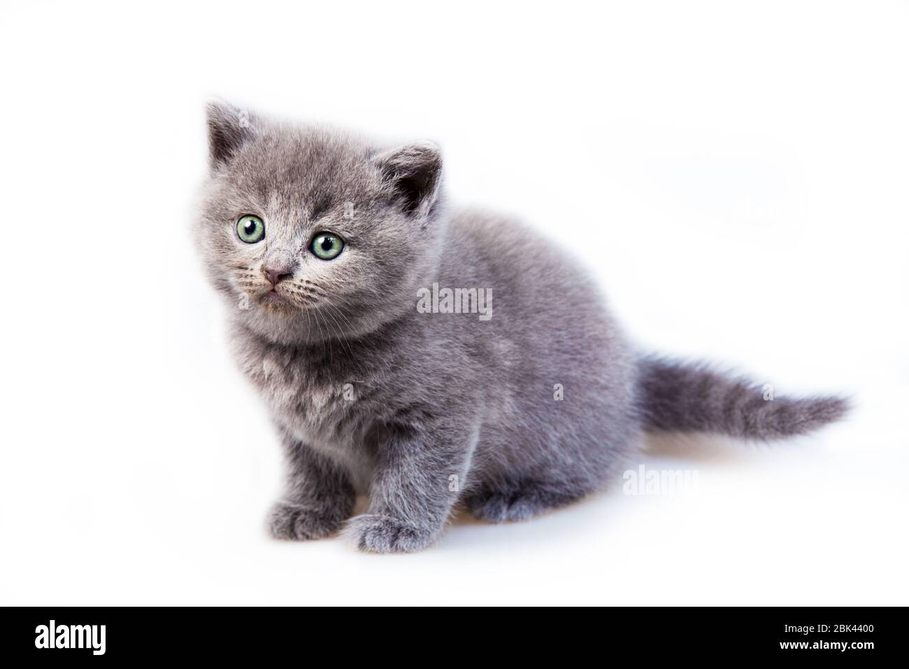 small gray kitten