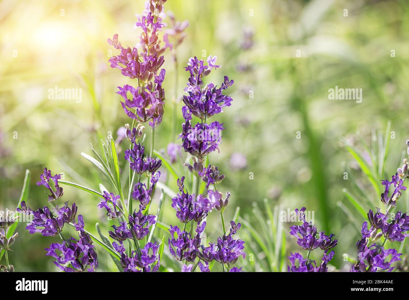 Lavender flowers in a garden outdoors Stock Photo Alamy