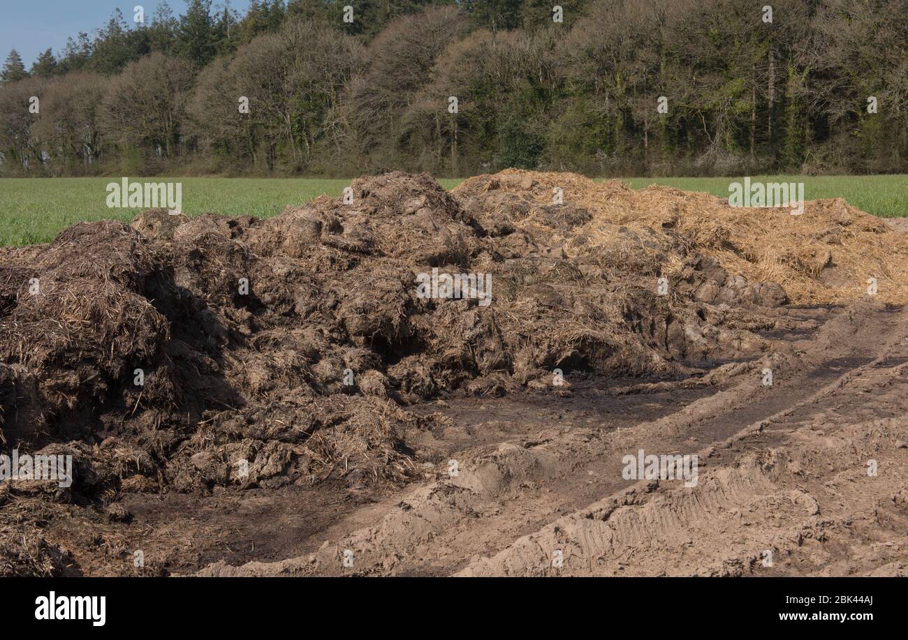 Dung or Muck Heap with Tractor Tyre Tracks in a Field with Woodland in the Background on a Farm  in the Rural Devon Countryside, England, UK Stock Photo