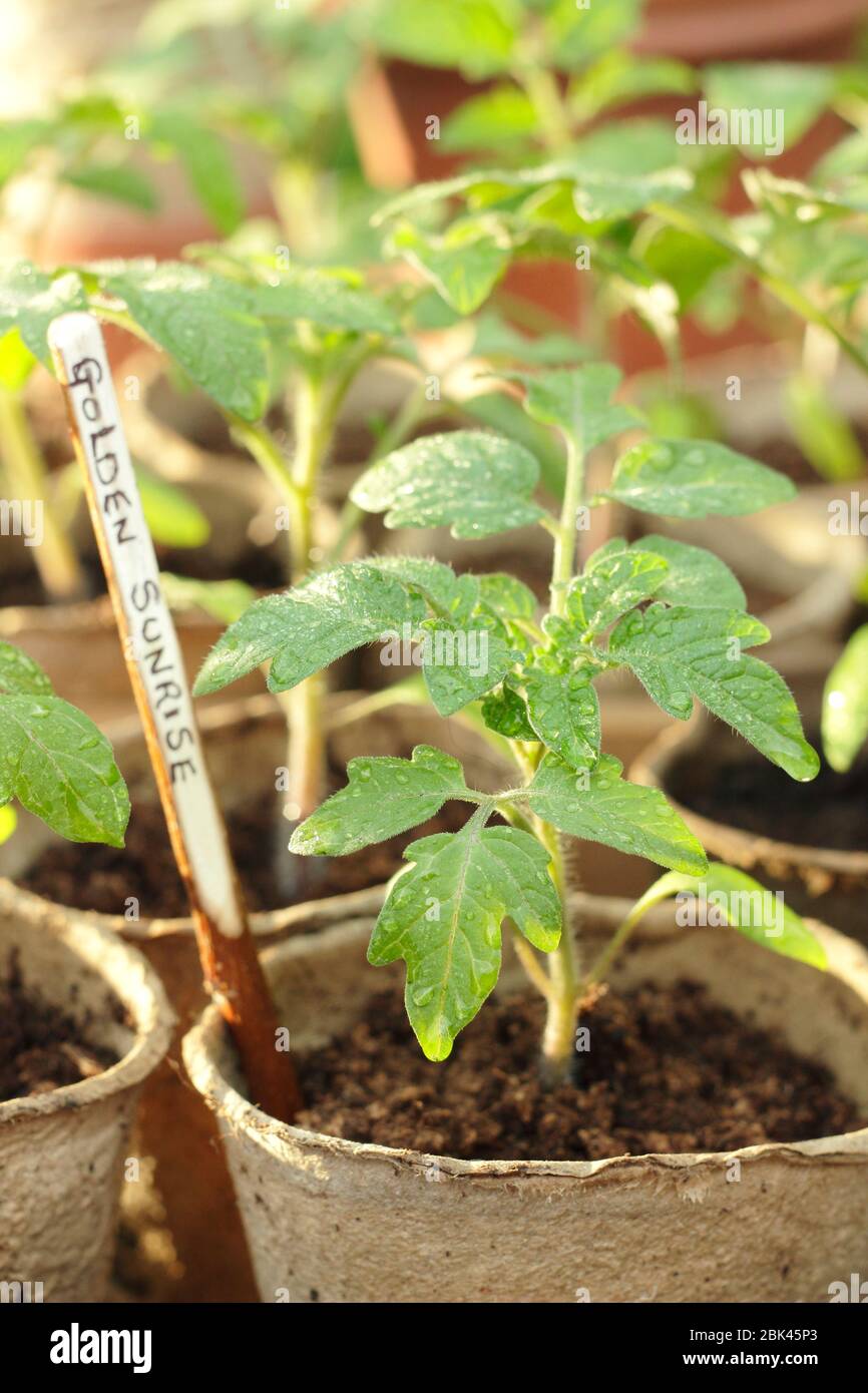 Solanum lycopersicum 'Golden Sunrise'. Home grown tomato seedlings in biodegradable pots under cover to protect from cold weather. UK Stock Photo