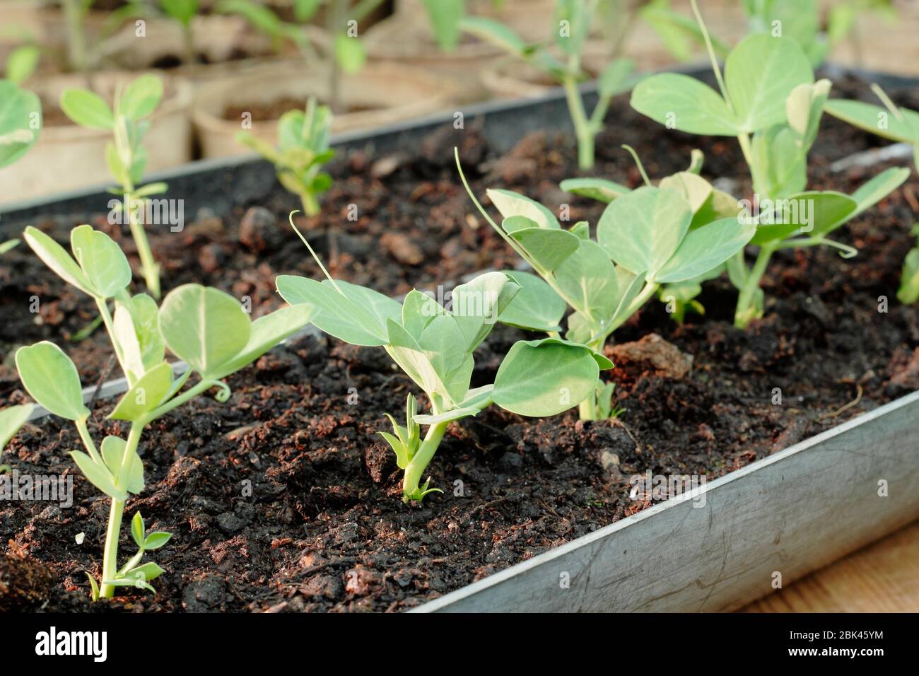 Peas growing in guttering hires stock photography and images Alamy