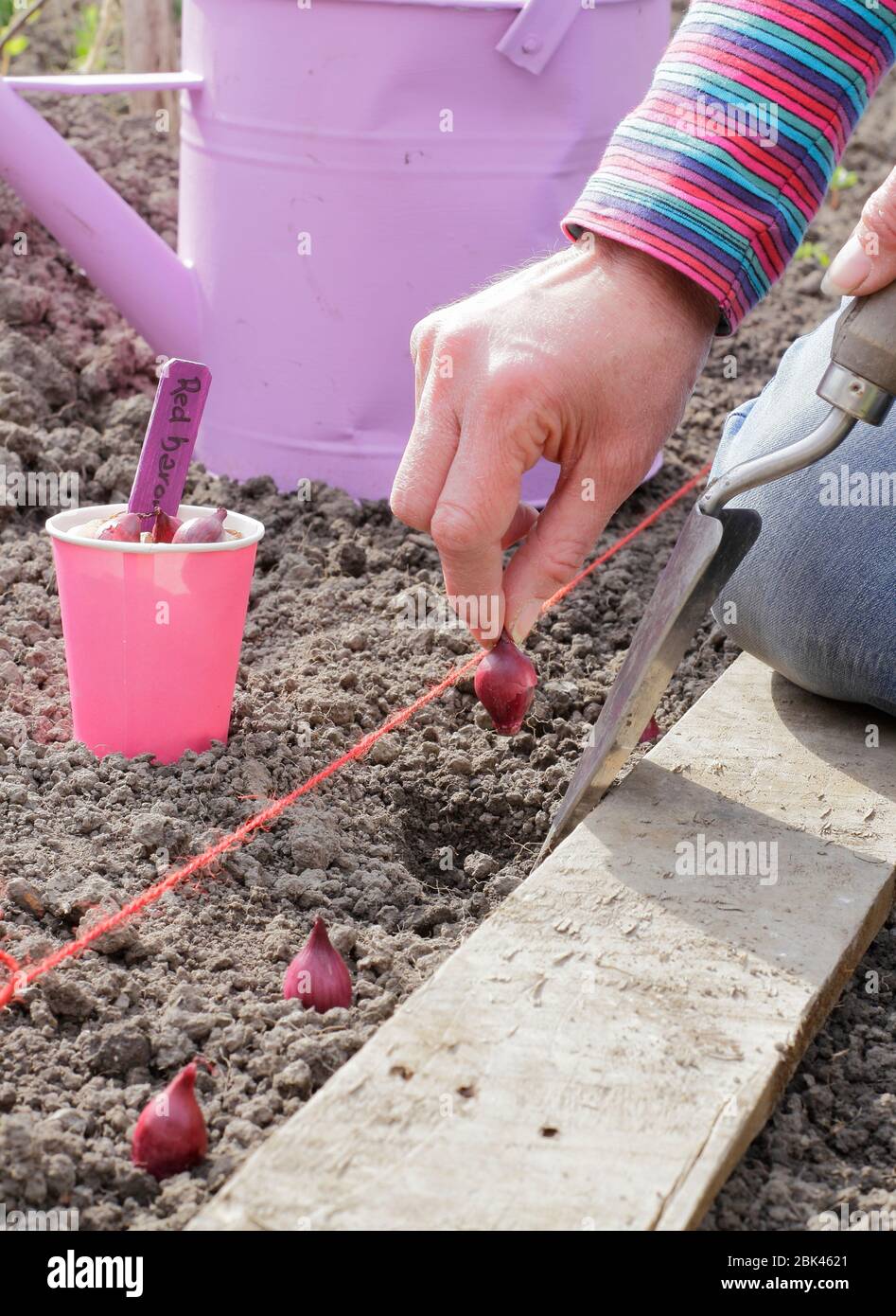 Planting red onion set hires stock photography and images Alamy