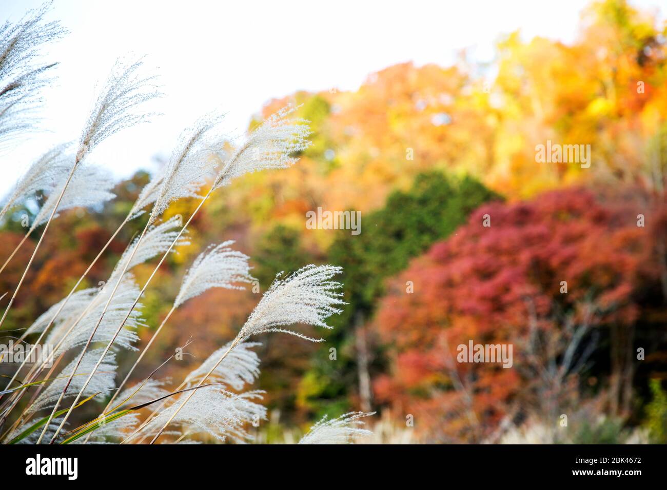 Beautiful fall scene in Japan Stock Photo - Alamy