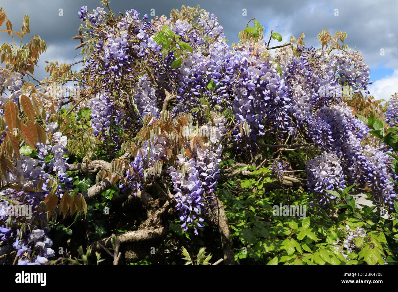 Mature Wisteria Sinensis plant in bloom Stock Photo Alamy