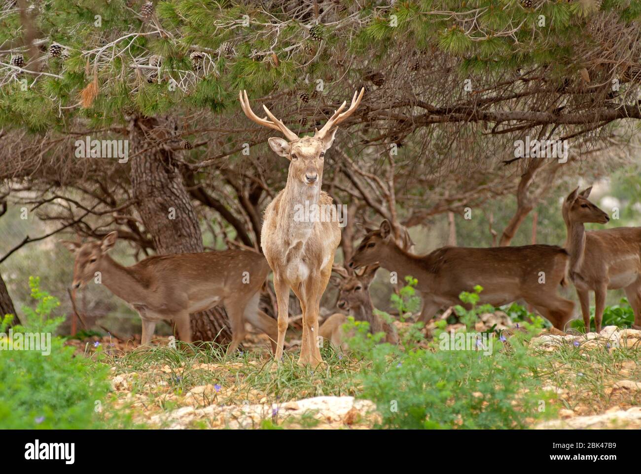 Persian Fallow Deer, two males in a forest Stock Photo