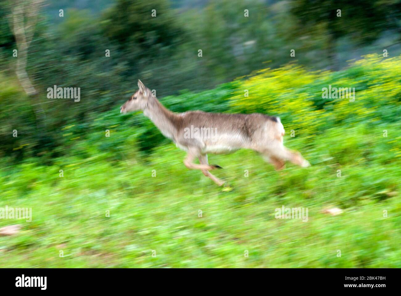 Fallow deer run in Blurred motion Stock Photo