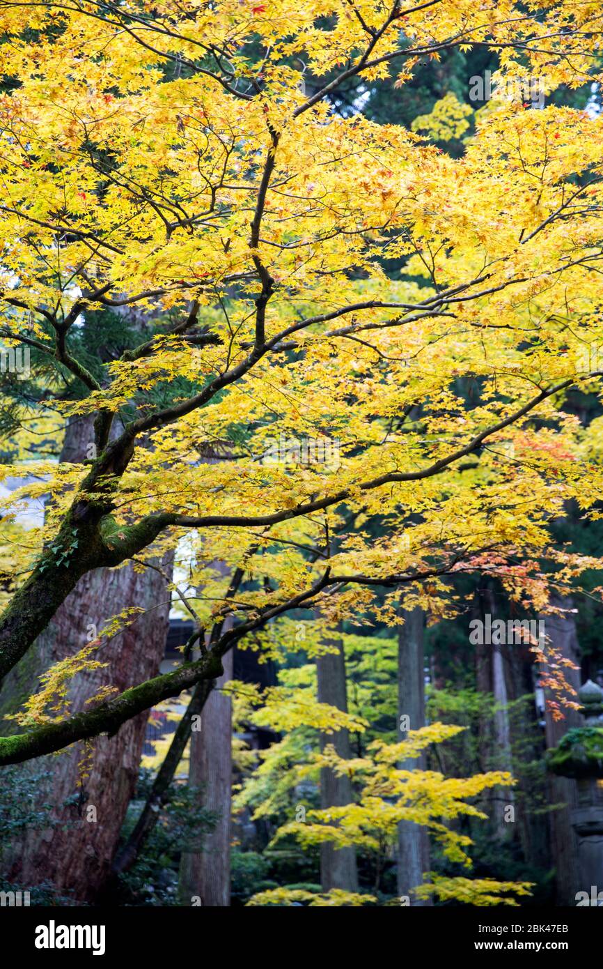 Beautiful fall scene in Japan Stock Photo - Alamy