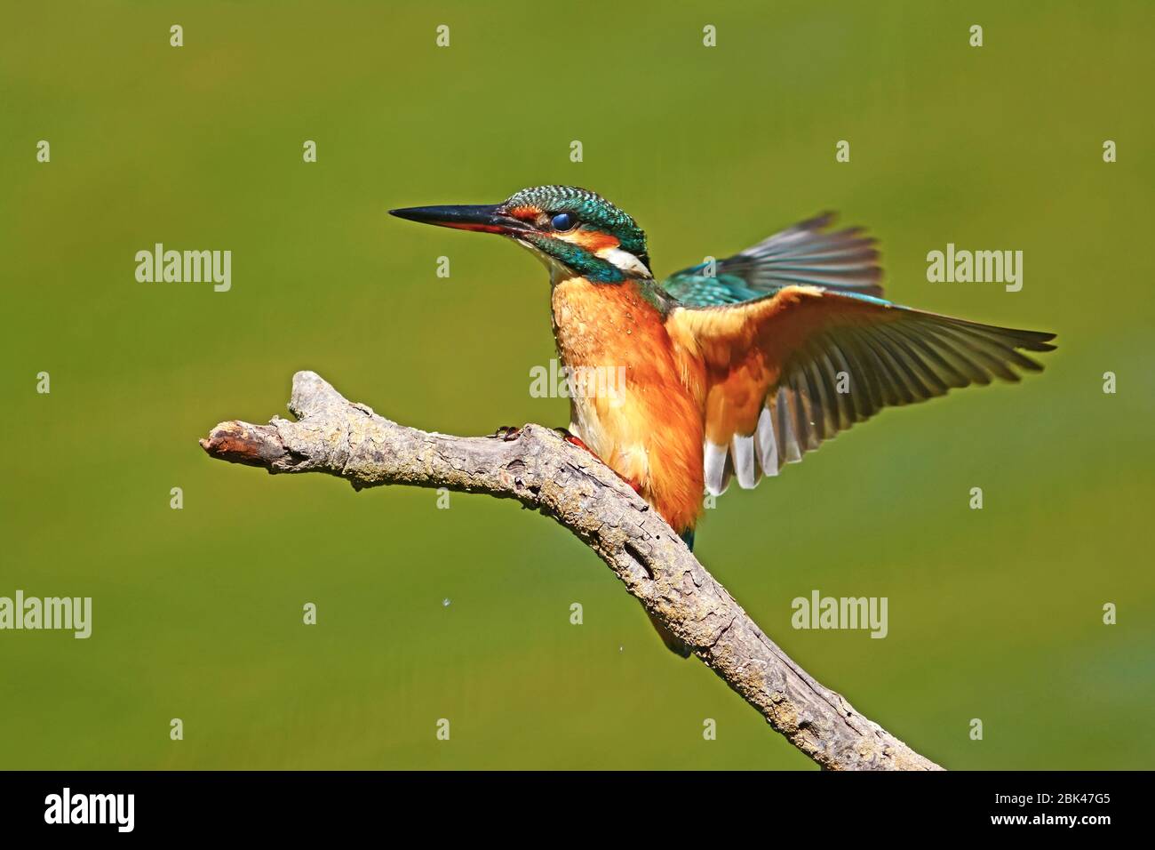 Kingfisher land on a branch Stock Photo Alamy