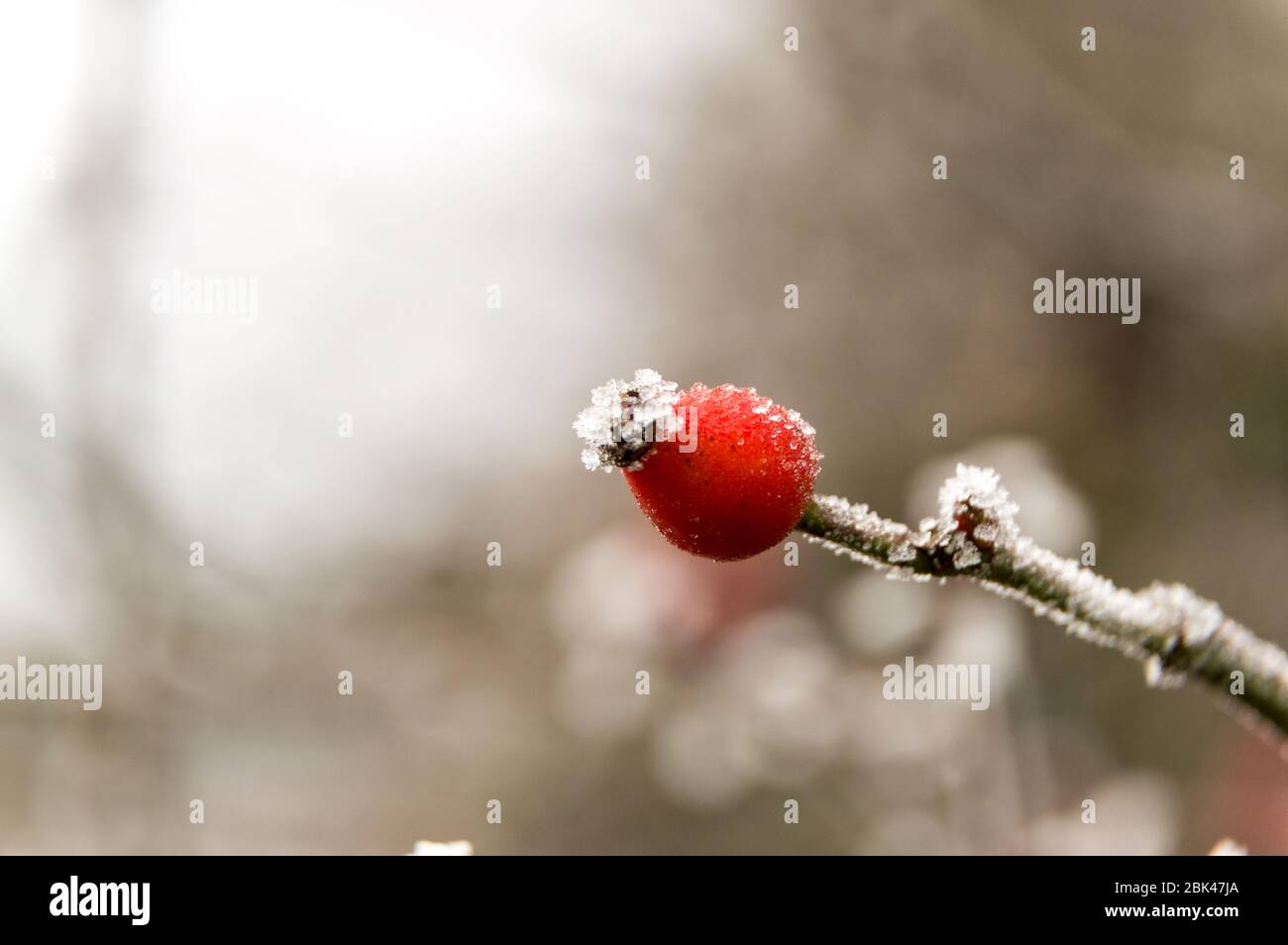 rosehip under hoarfrost in winter Stock Photo