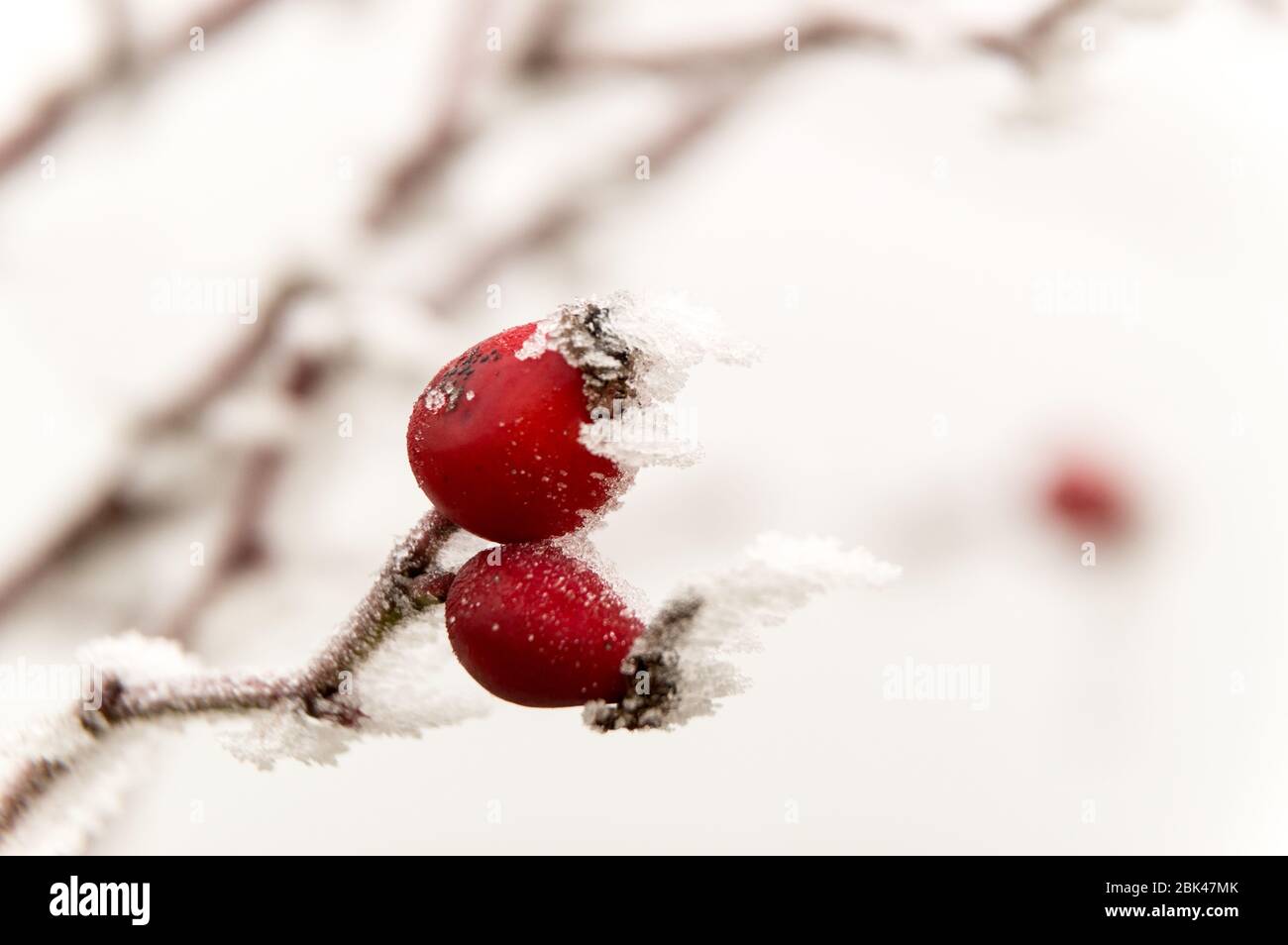 rosehip under hoarfrost in winter Stock Photo