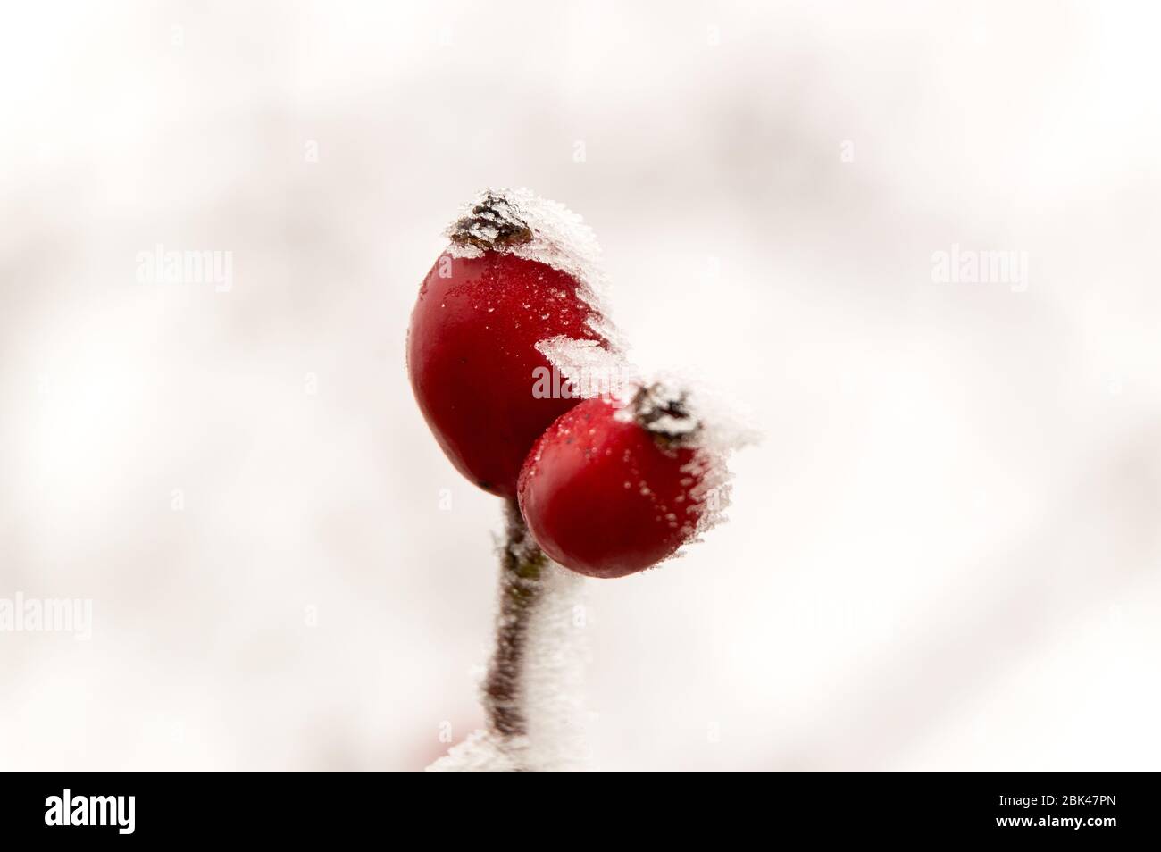 rosehip under hoarfrost in winter Stock Photo