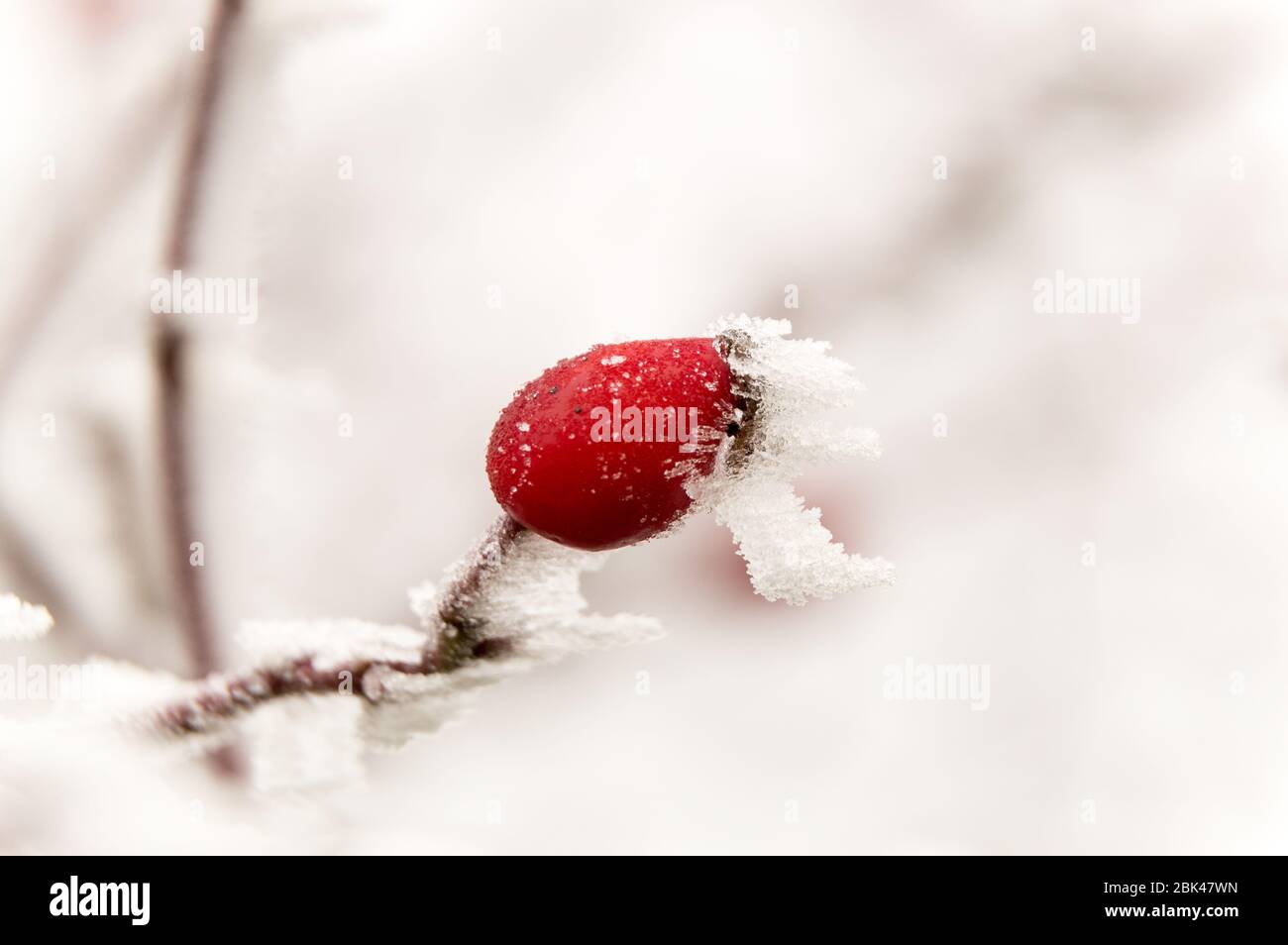 rosehip under hoarfrost in winter Stock Photo