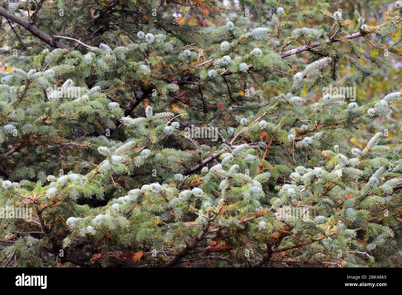 Spruce branches Stock Photo