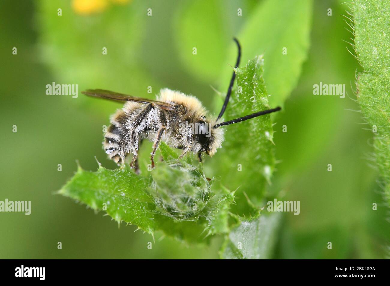 Wild bee pollinate thorn Stock Photo Alamy