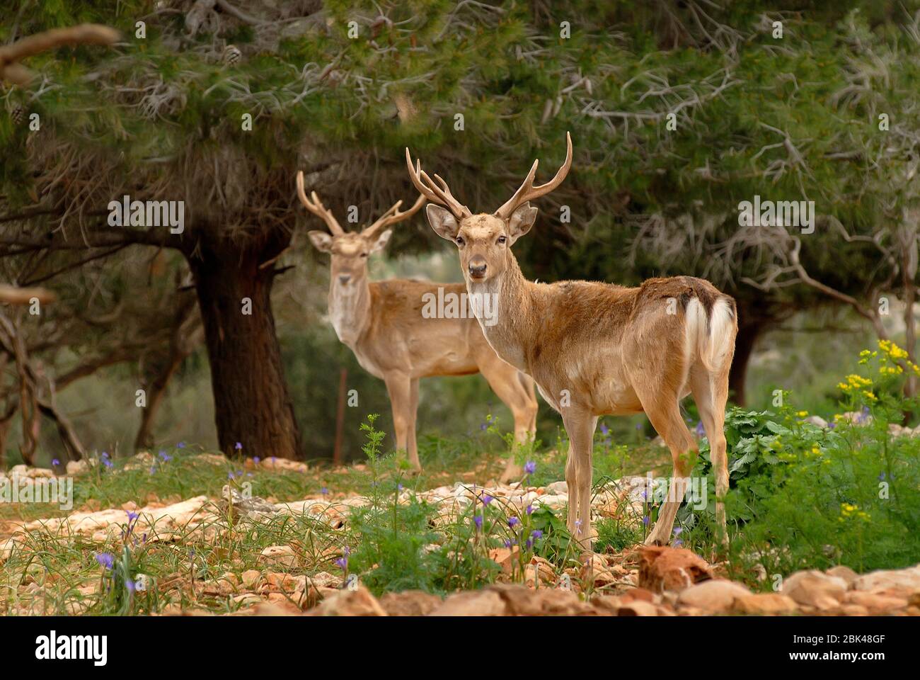 Persian Fallow Deer, two males in a forest Stock Photo