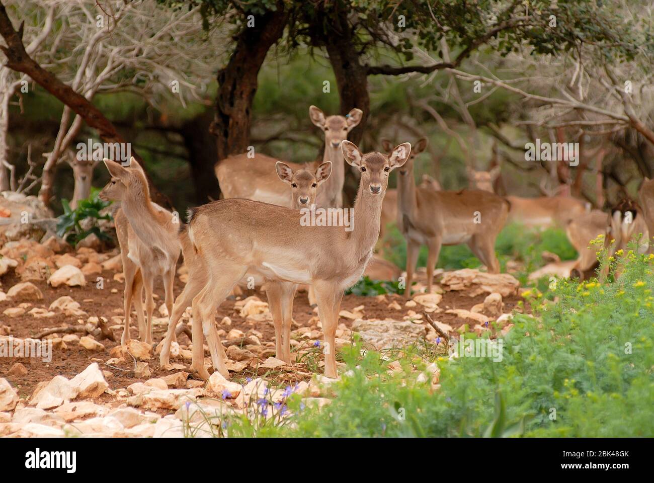 Persian Fallow Deer Stock Photo