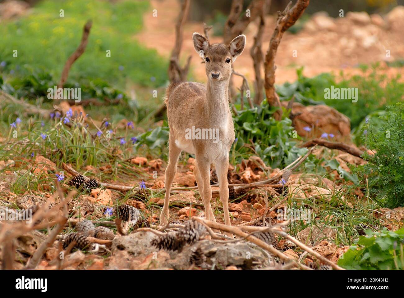 Persian Fallow Deer, young Stock Photo